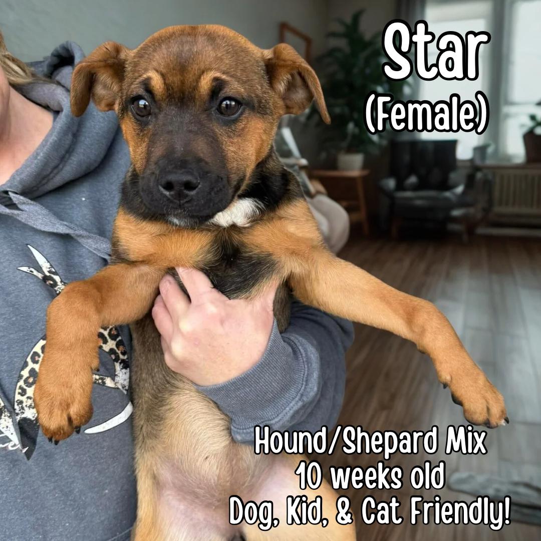 Star , ADOPTABLE, Puppy Female Hound & Shepherd.