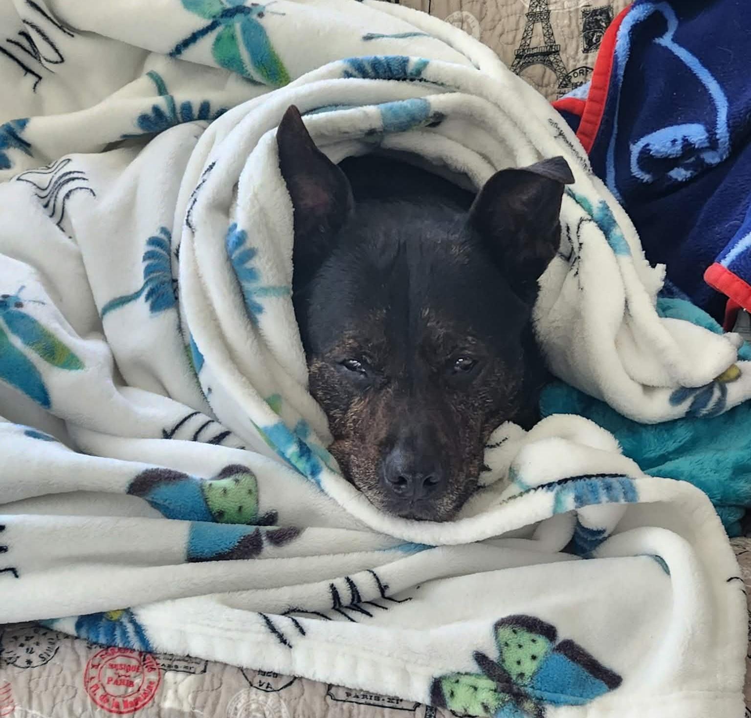 Enlarge Baby, a ADOPTABLE mixed breed in Independence, MO image 5/6