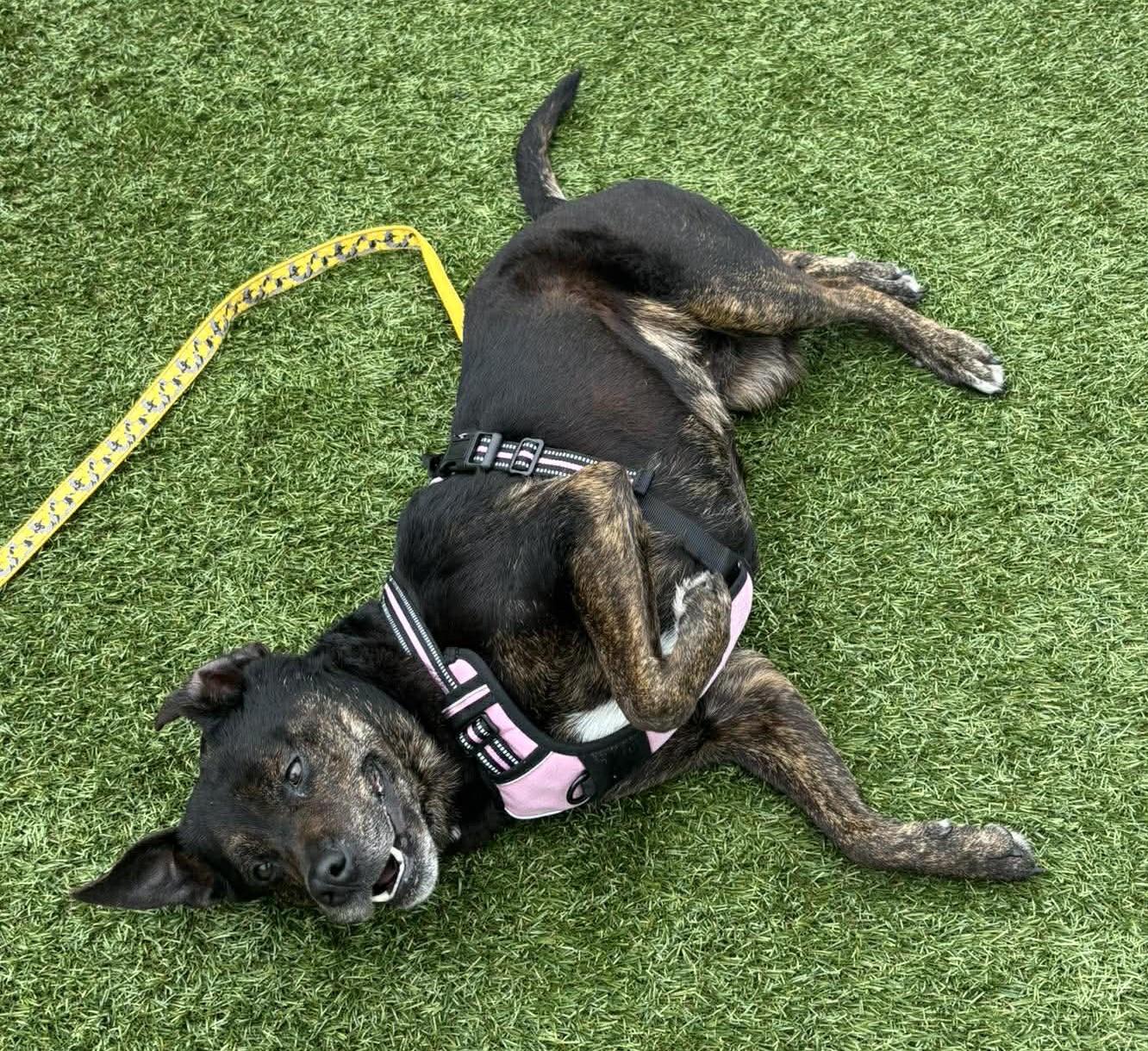 Enlarge Baby, a ADOPTABLE mixed breed in Independence, MO image 4/6