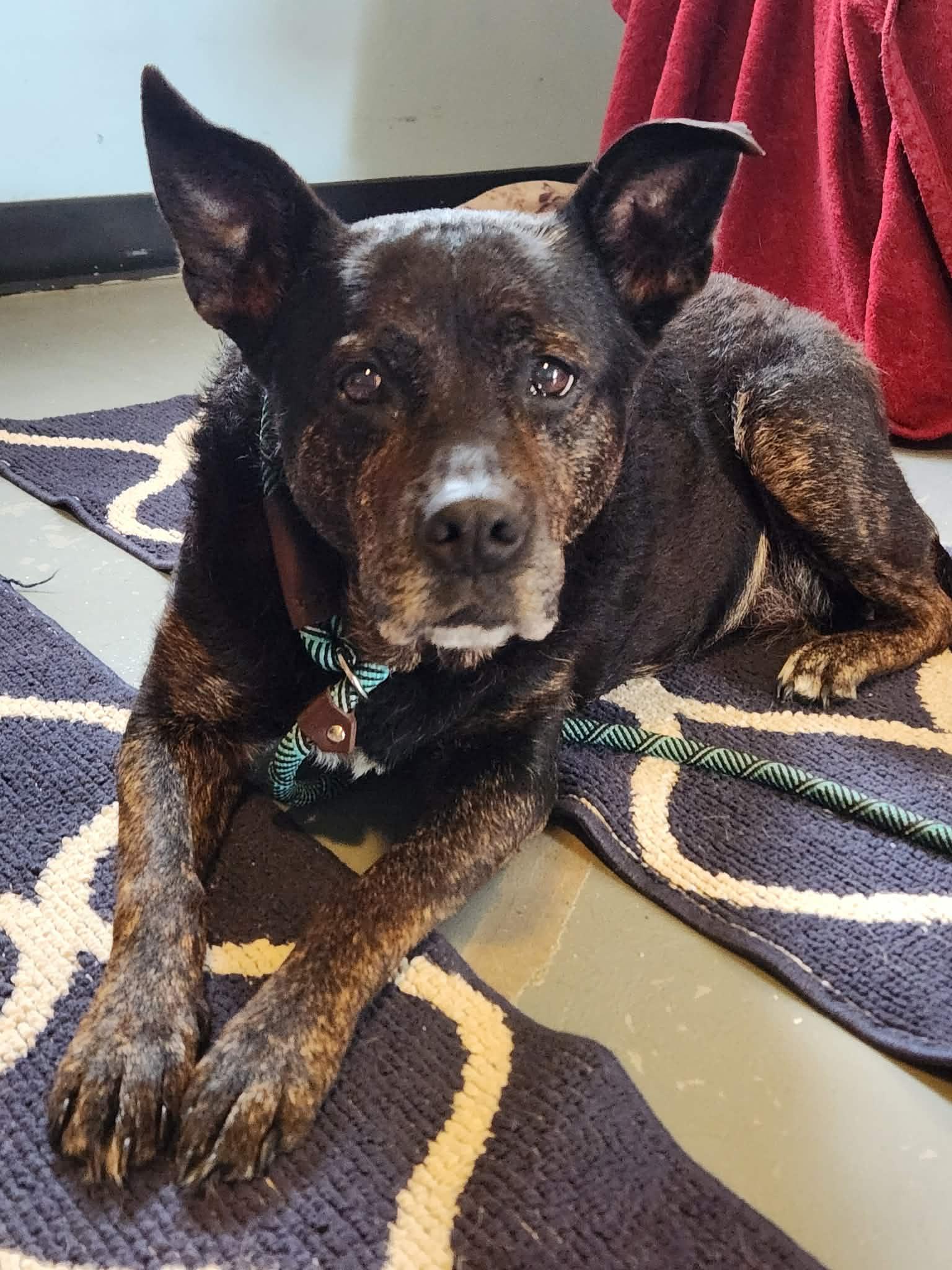 Baby, a ADOPTABLE mixed breed in Independence, MO image 1/6