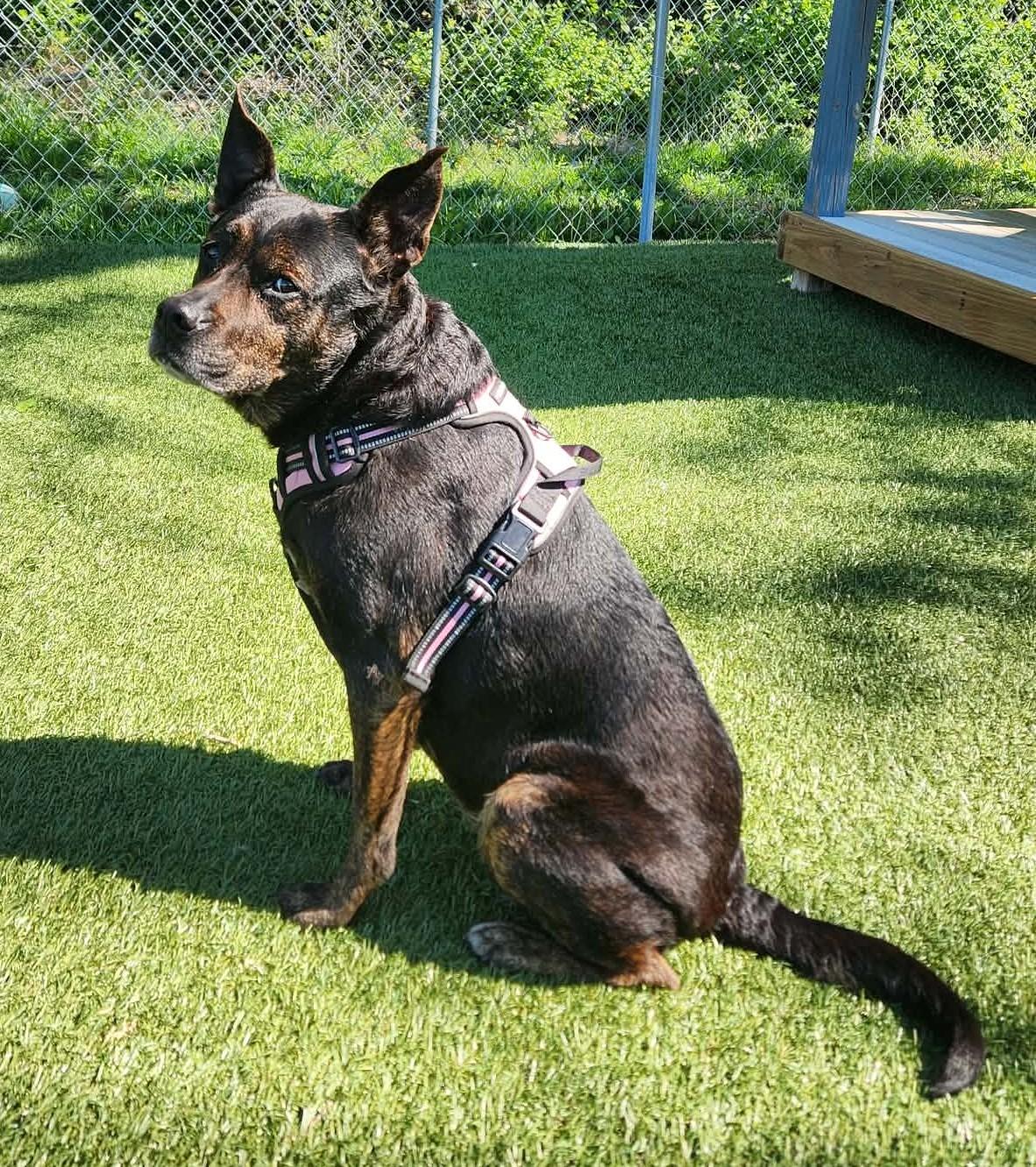 Enlarge Baby, a ADOPTABLE mixed breed in Independence, MO image 2/6