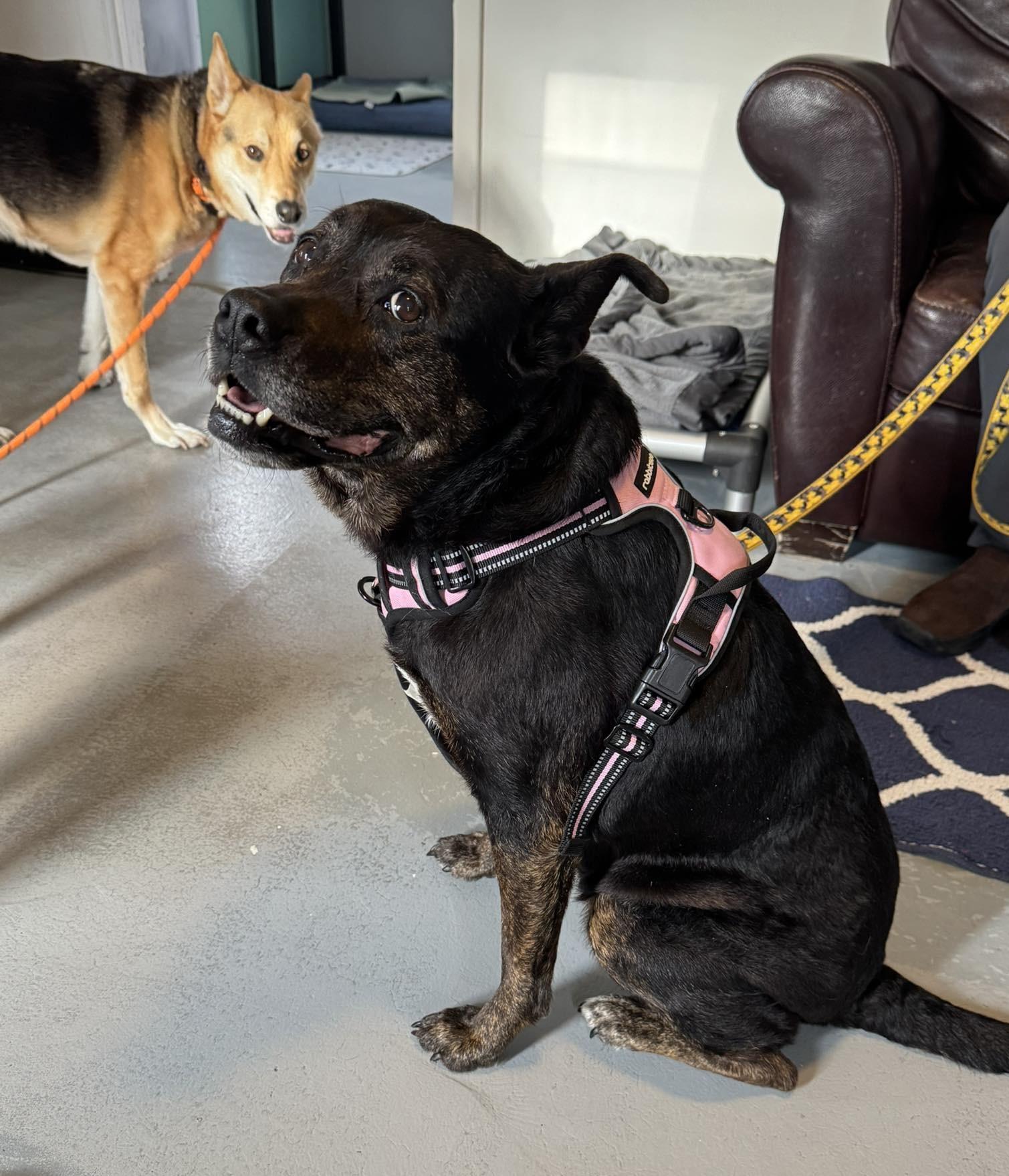 Enlarge Baby, a ADOPTABLE mixed breed in Independence, MO image 6/6