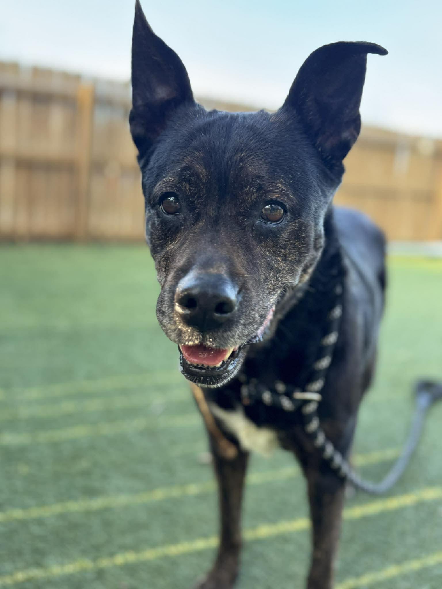 Enlarge Baby, a ADOPTABLE mixed breed in Independence, MO image 3/6