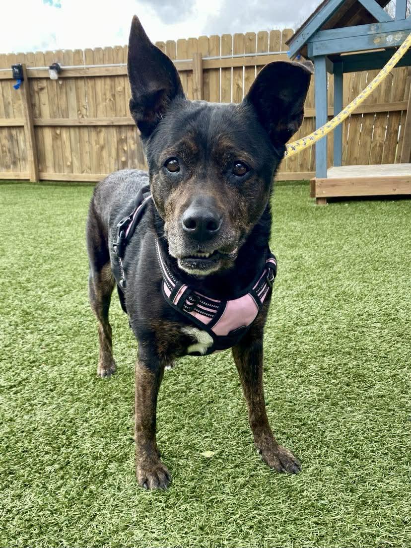 Baby, ADOPTABLE, Senior Female Cattle Dog.