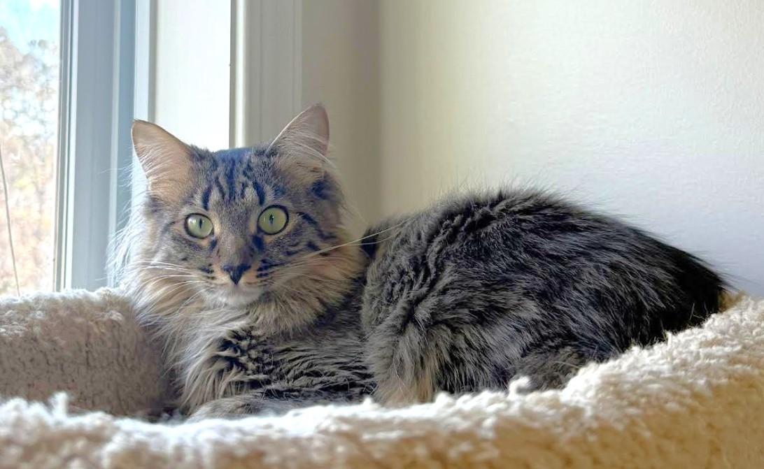 Minnie, adoptable, Adult Female Domestic Long Hair.