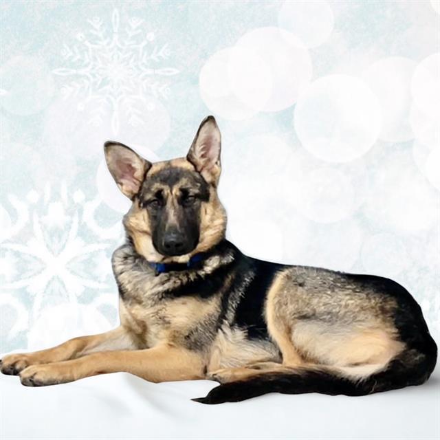 Enlarge HOLLY DAY, a Adoptable German Shepherd Dog in Auburn, CA image 1/1