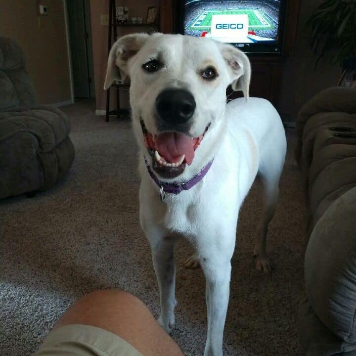 Enlarge Amara, a Adoptable mixed breed in Lancaster, OH image 1/4