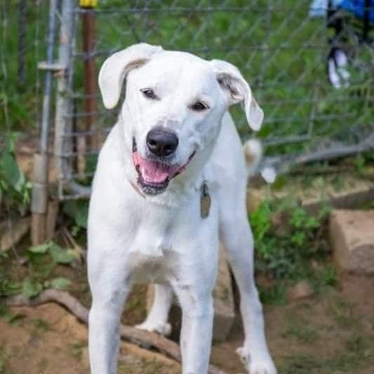 Enlarge Amara, a Adoptable mixed breed in Lancaster, OH image 2/4