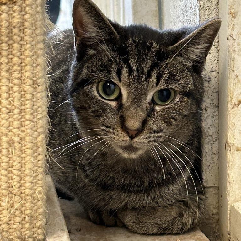 Enlarge Barry, a Adoptable Domestic Short Hair in Ontario, CA image 1/2