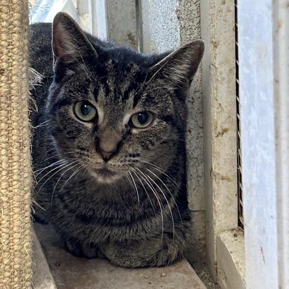 Enlarge Barry, a Adoptable Domestic Short Hair in Ontario, CA image 2/2