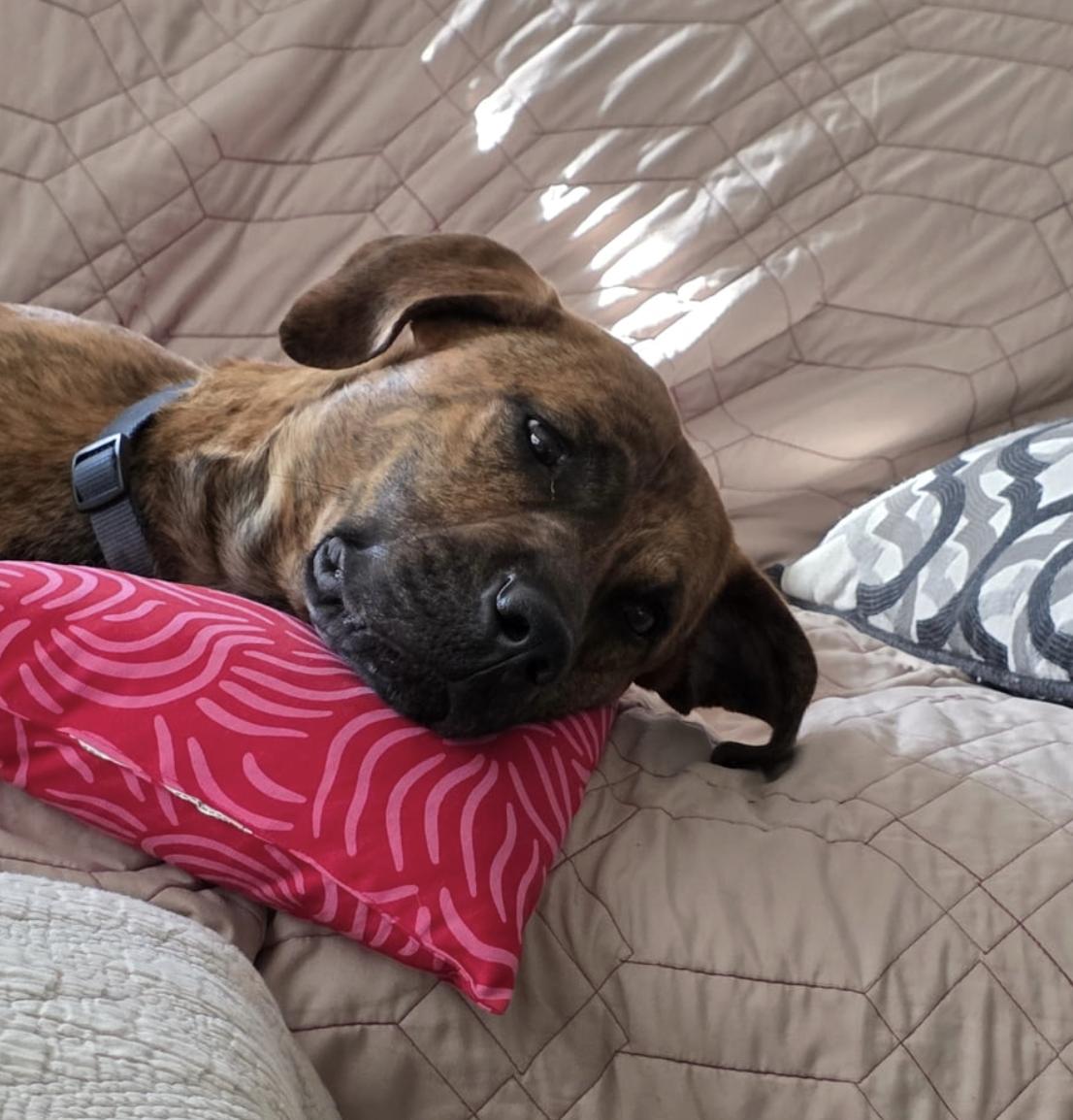 Anubis, a ADOPTABLE mixed breed in MOORESVILLE, NC image 3/5