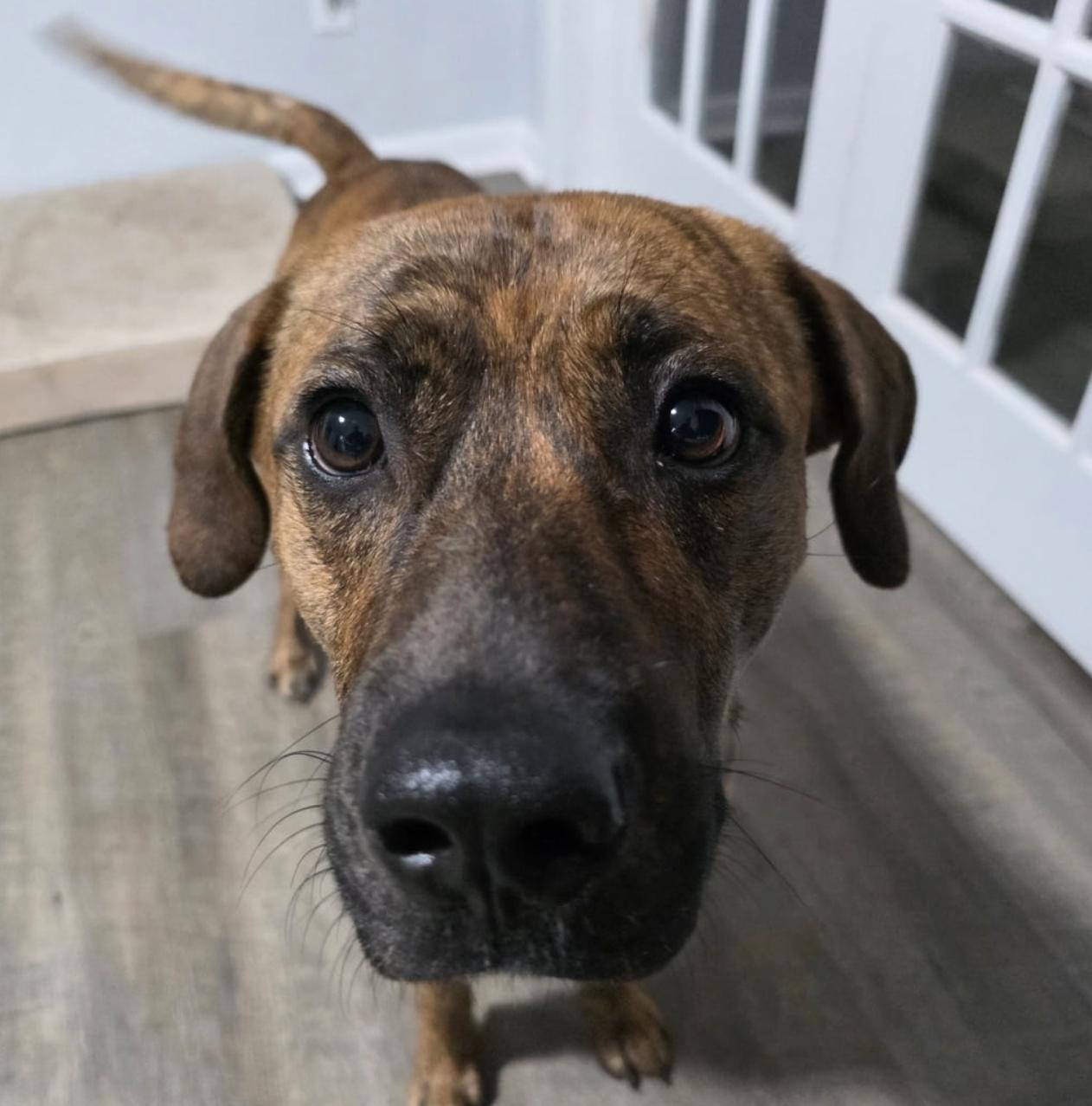 Anubis, a ADOPTABLE mixed breed in MOORESVILLE, NC image 5/5