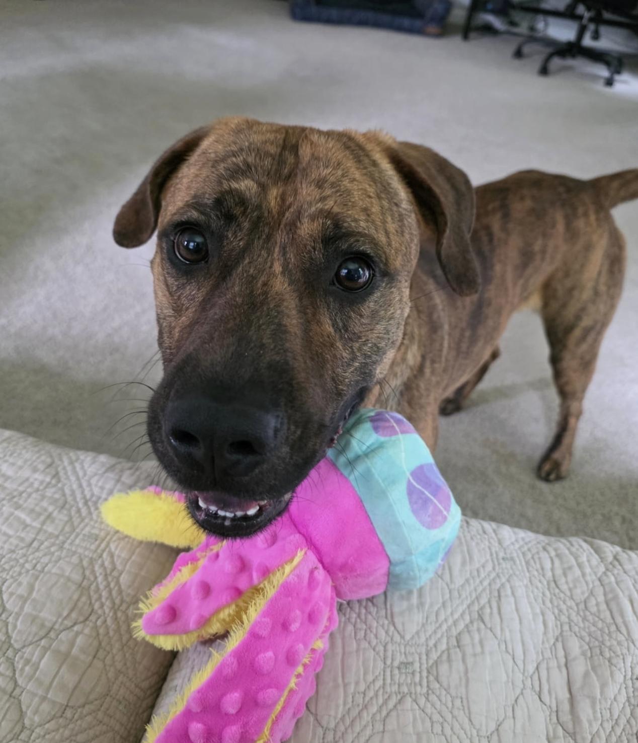 Anubis, a ADOPTABLE mixed breed in MOORESVILLE, NC image 2/5