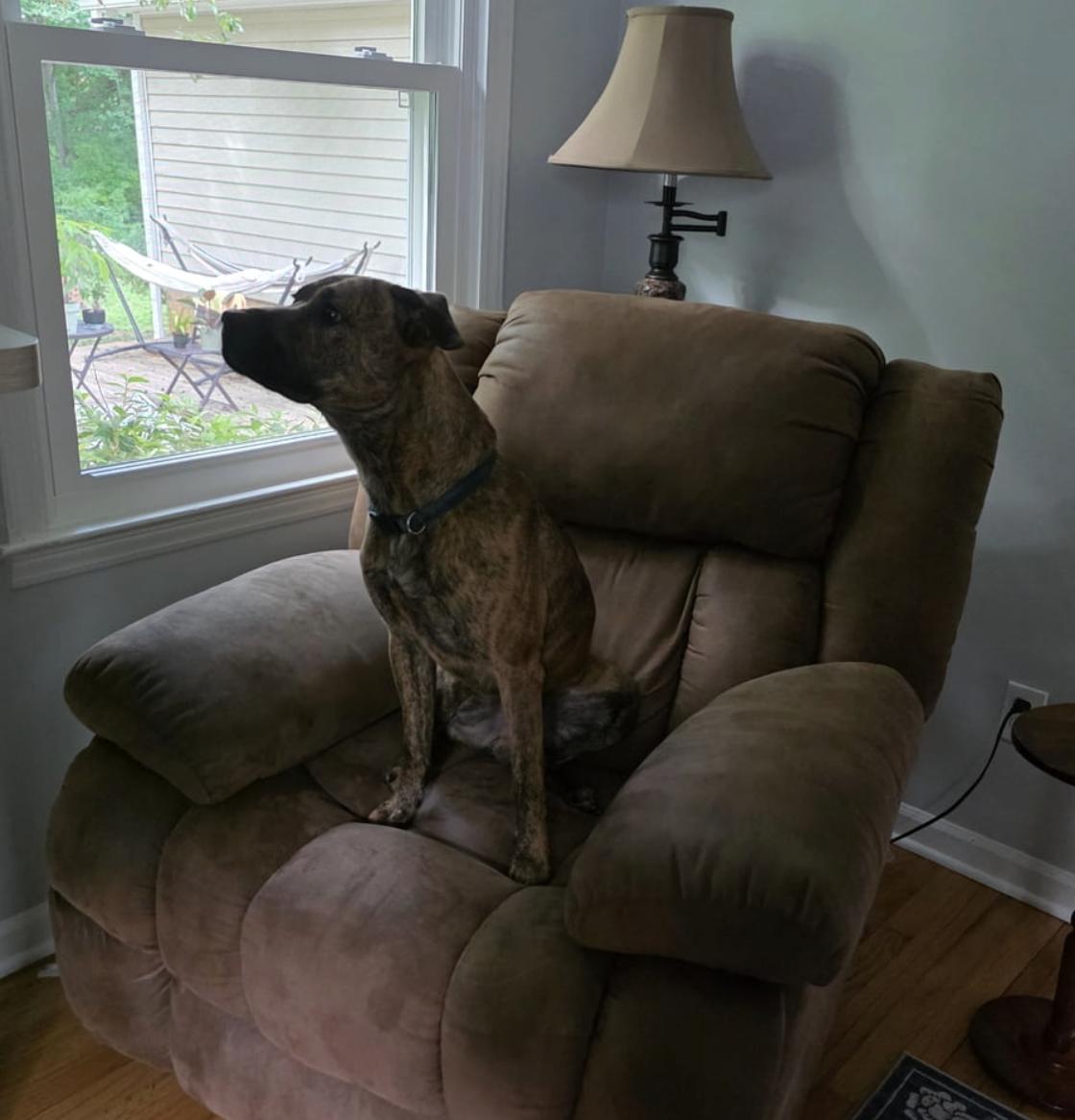 Anubis, a ADOPTABLE mixed breed in MOORESVILLE, NC image 4/5