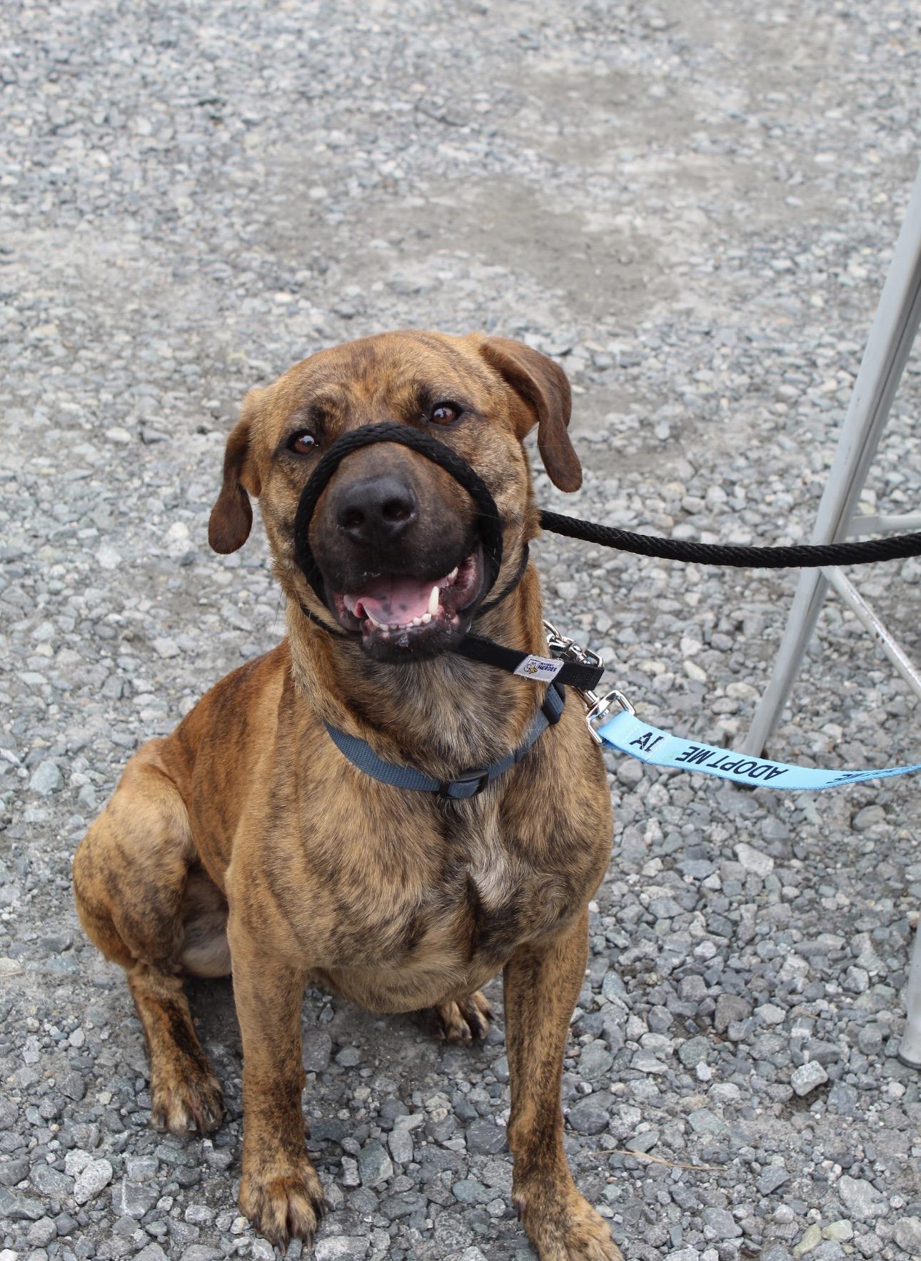 Anubis, ADOPTABLE, Adult Male Plott Hound.
