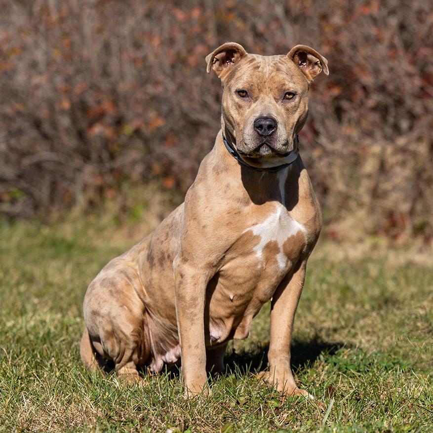 Cheetah, Adoptable, Adult Female Pit Bull Terrier.
