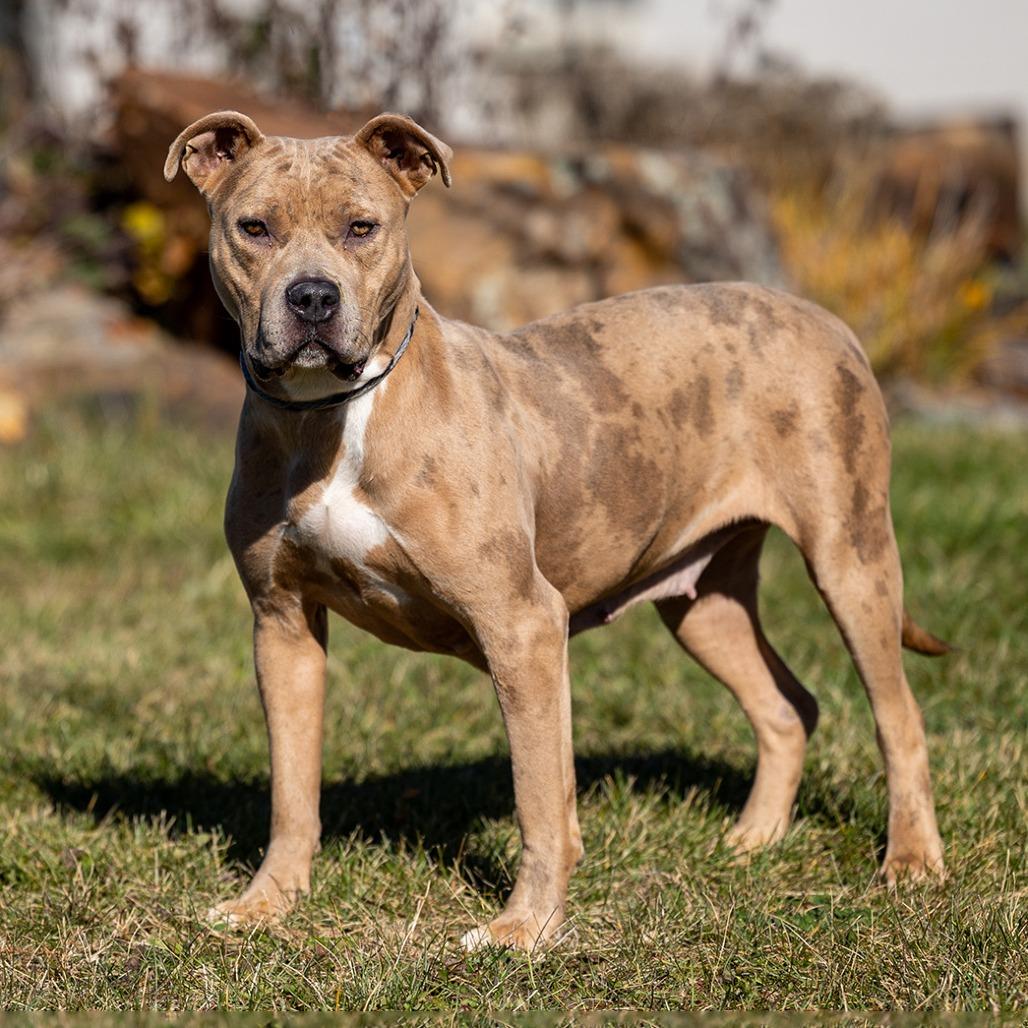 Cheetah, a Adoptable Pit Bull Terrier in Council Bluffs, IA image 2/2