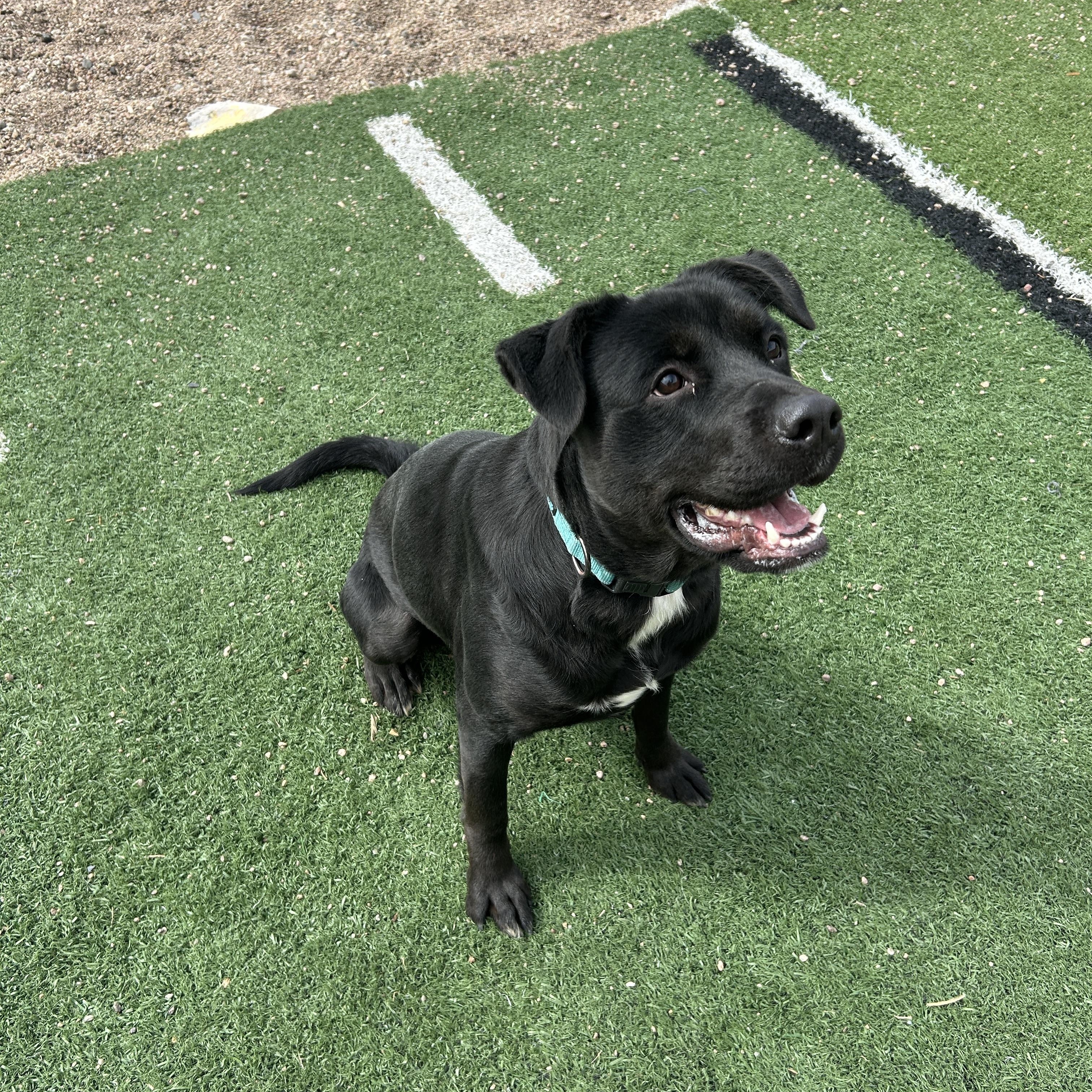 Enlarge Zara, a ADOPTABLE mixed breed in Seward, NE image 3/3