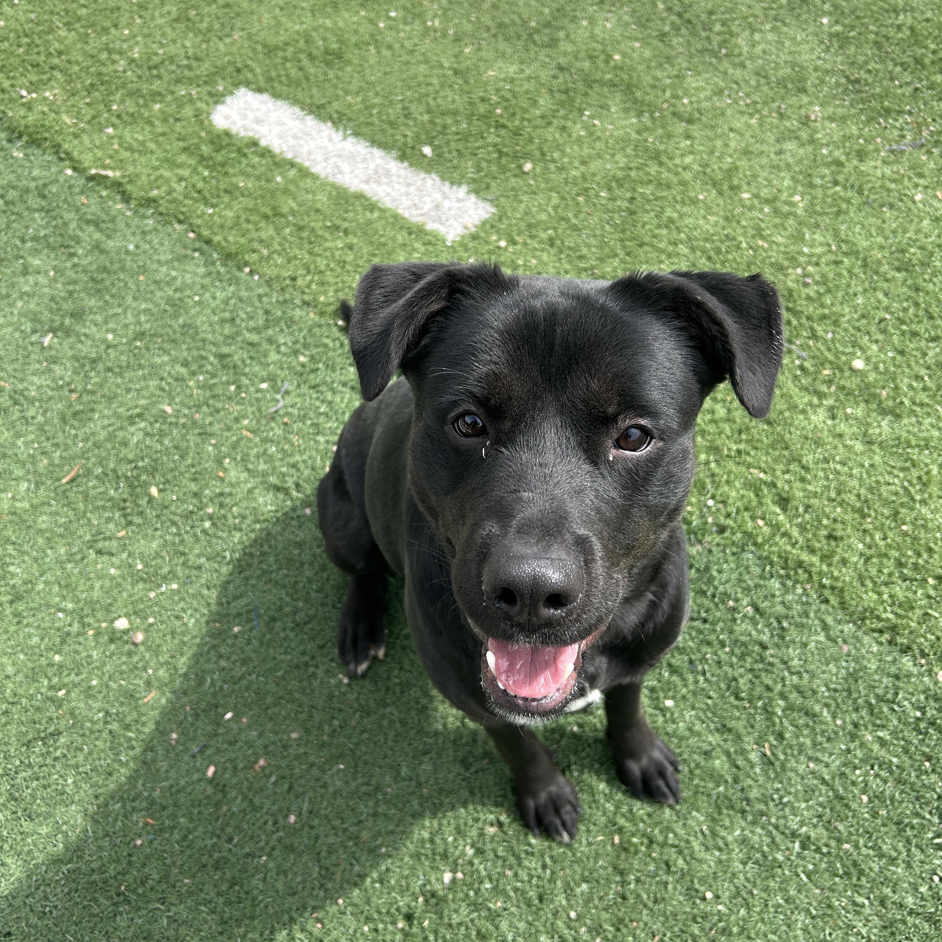 Enlarge Zara, a ADOPTABLE mixed breed in Seward, NE image 2/3