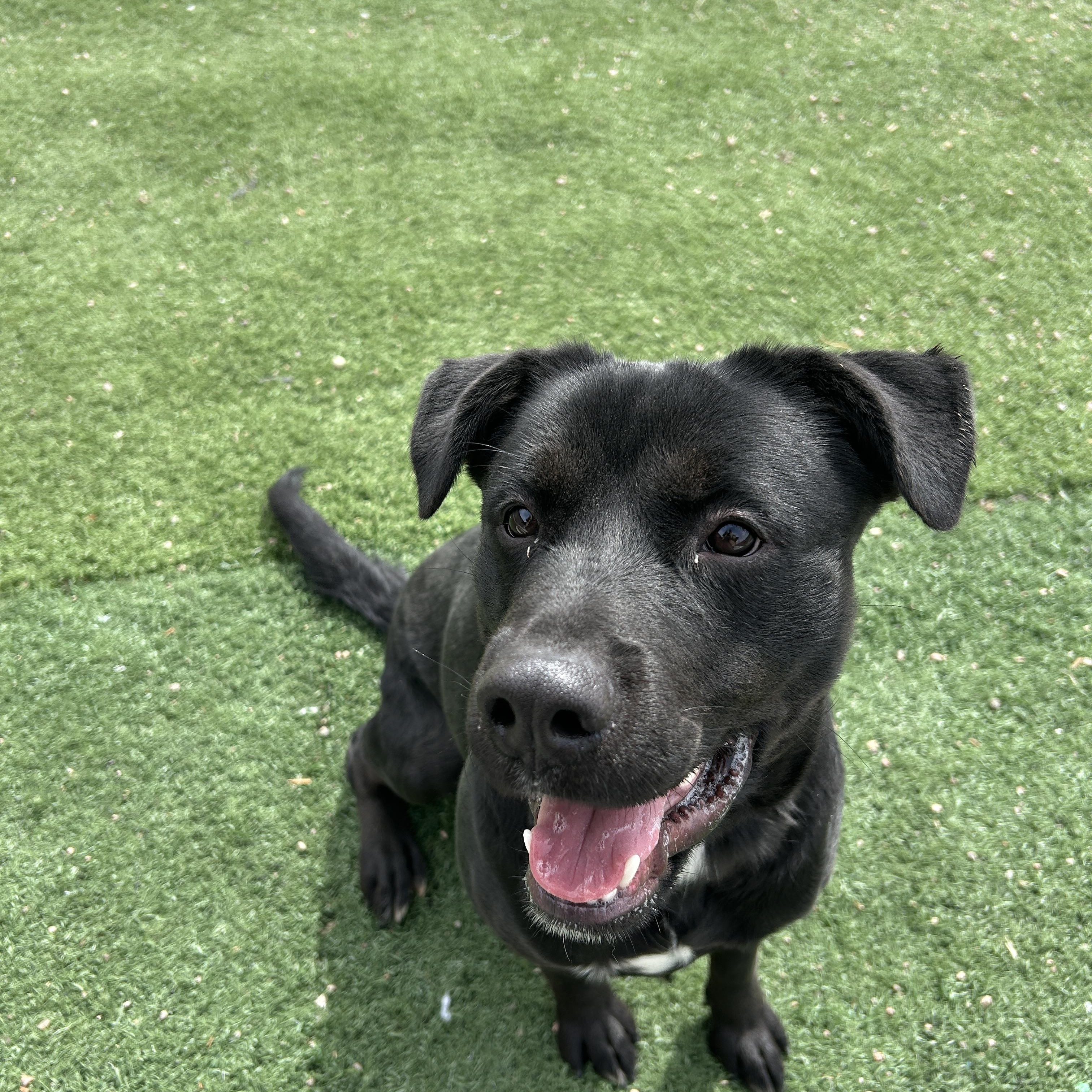 Zara, ADOPTABLE, Young Female Rottweiler.