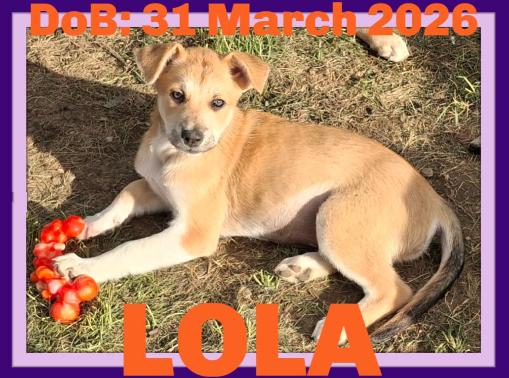 LOLA, a Adoptable mixed breed in Sebec, ME image 2/3