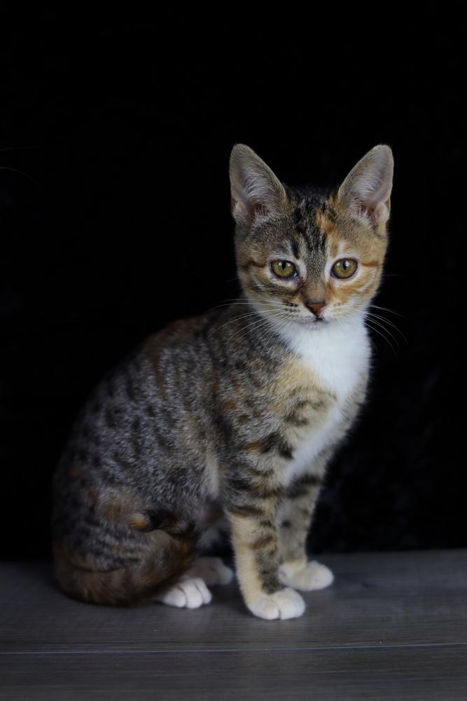 Justine, Adoptable, Kitten Female Domestic Short Hair.