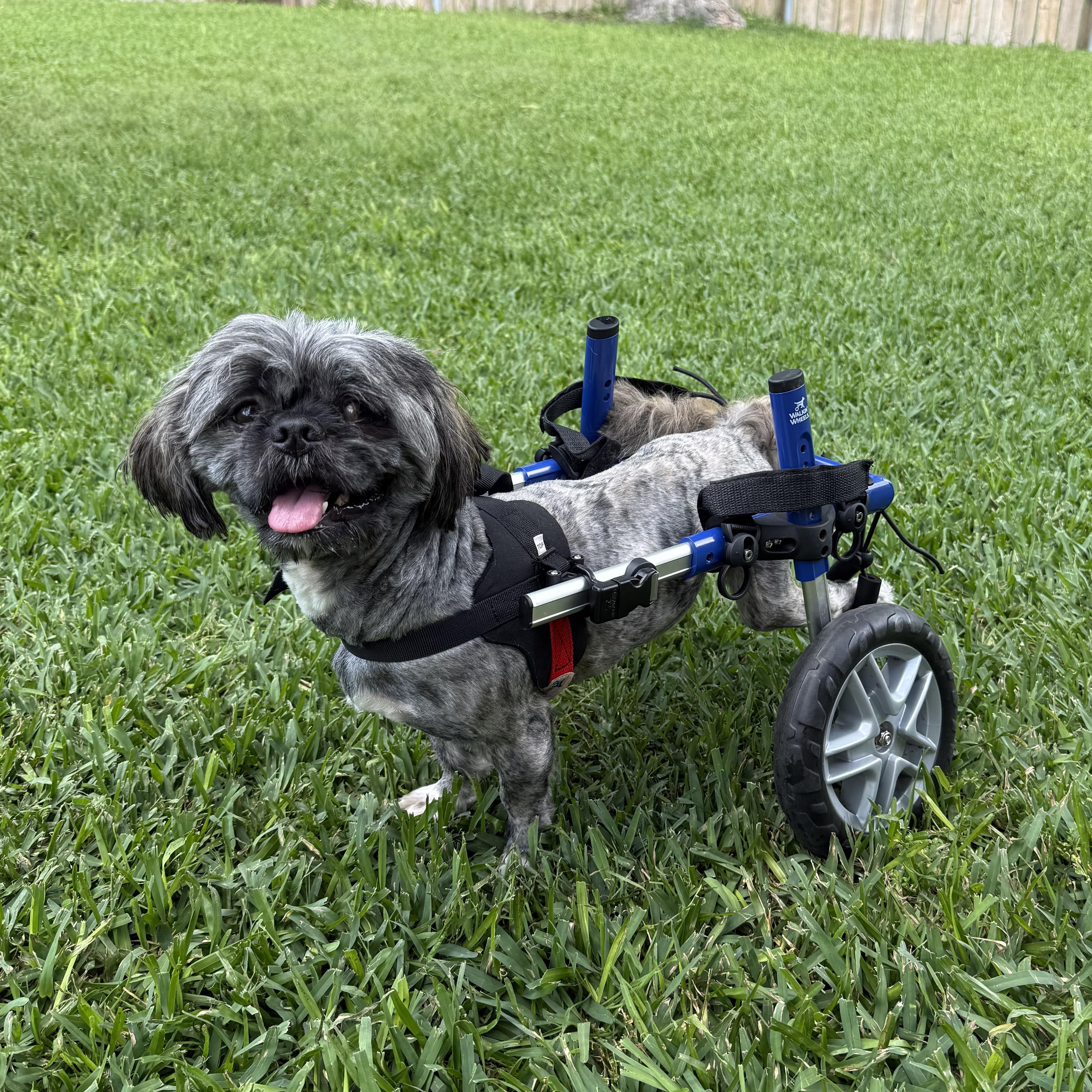 Alex, adoptable, Young Male Shih Tzu.