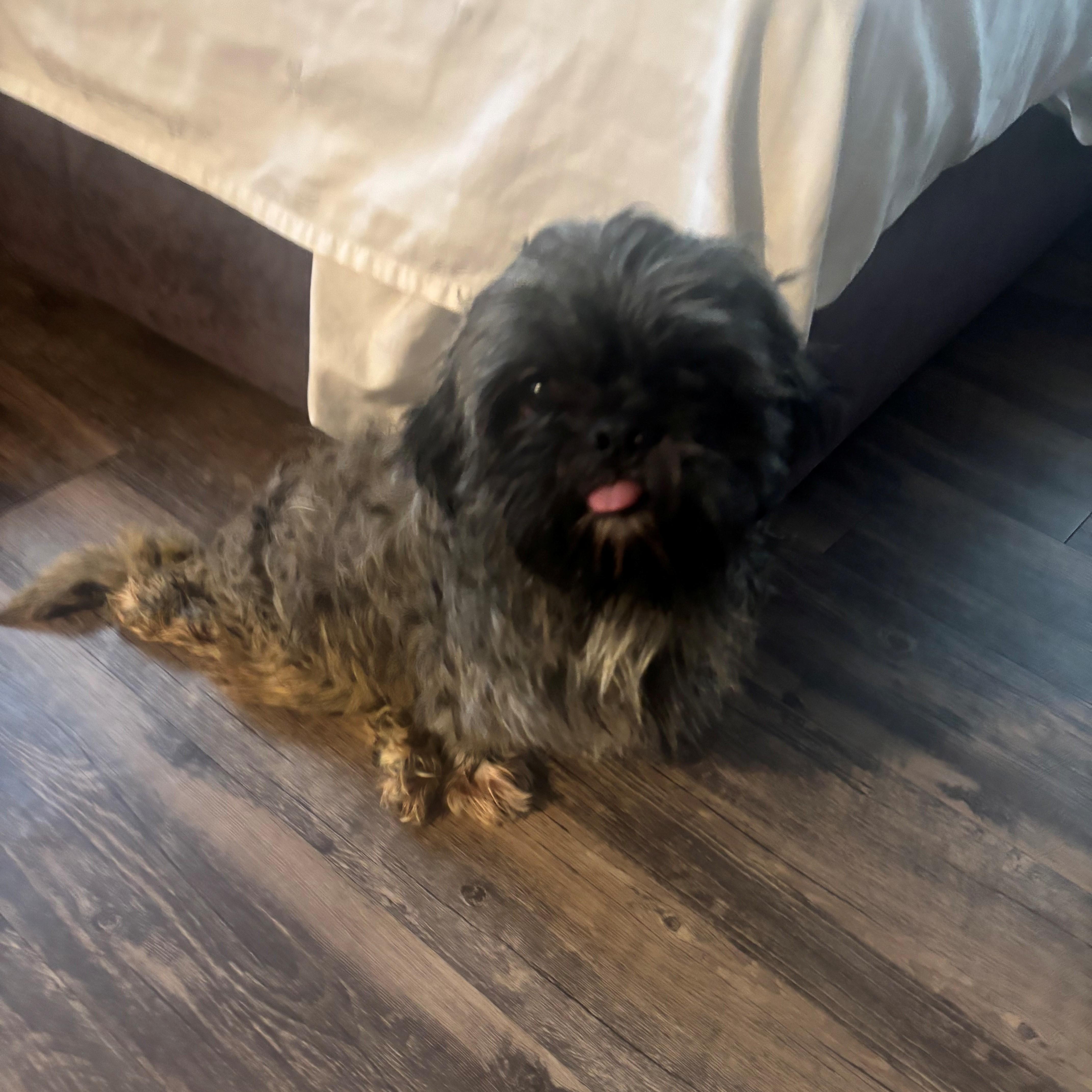 Alex, an adoptable Shih Tzu in Austin, TX image 2/2