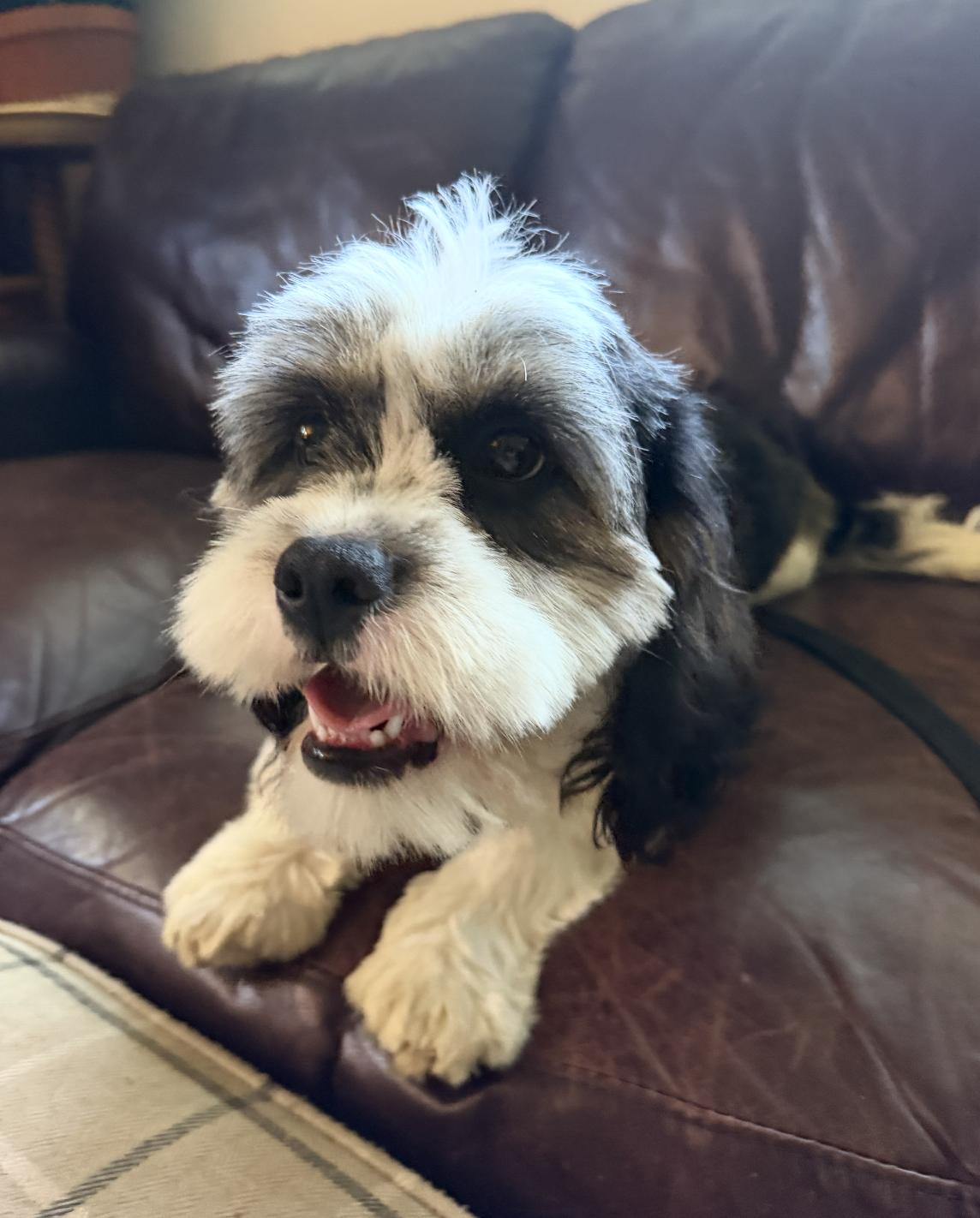Enlarge Ollie, an adopted mixed breed in Puyallup, WA image 1/1