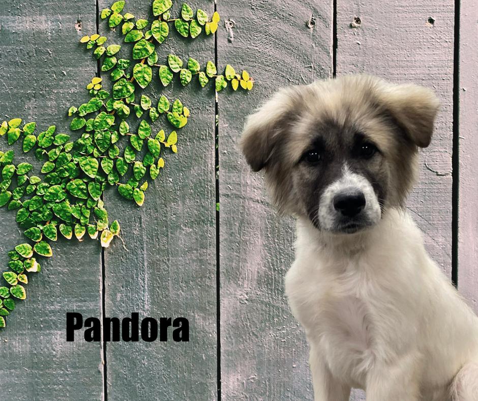 Enlarge Pandora, a ADOPTABLE mixed breed in Marshville, NC image 3/3