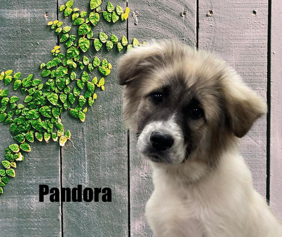 Enlarge Pandora, a ADOPTABLE mixed breed in Marshville, NC image 2/3