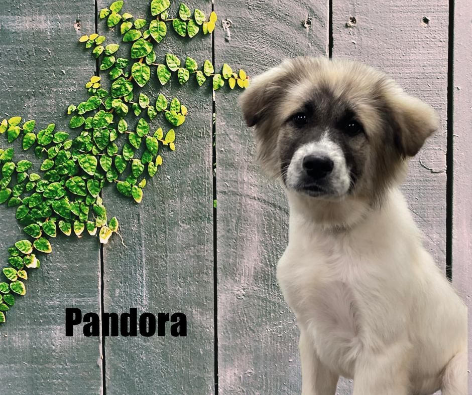 Enlarge Pandora, a ADOPTABLE mixed breed in Marshville, NC image 1/3