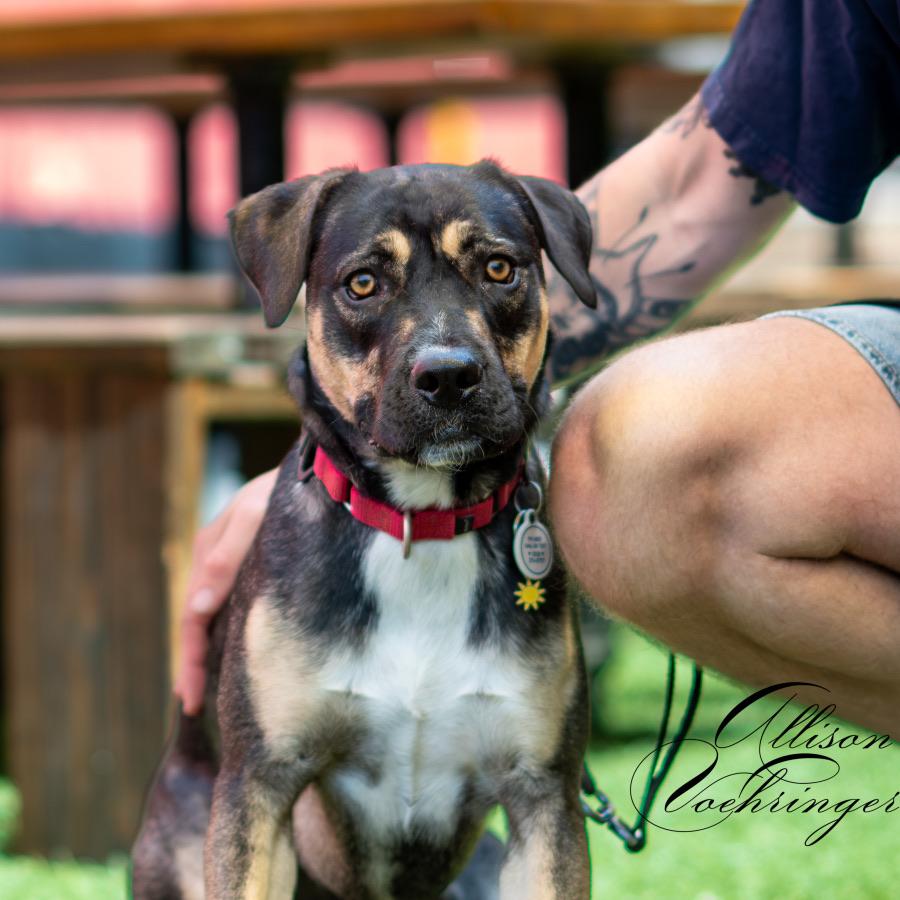Enlarge Goldie, a Adopted mixed breed in sherman oaks, CA image 3/4