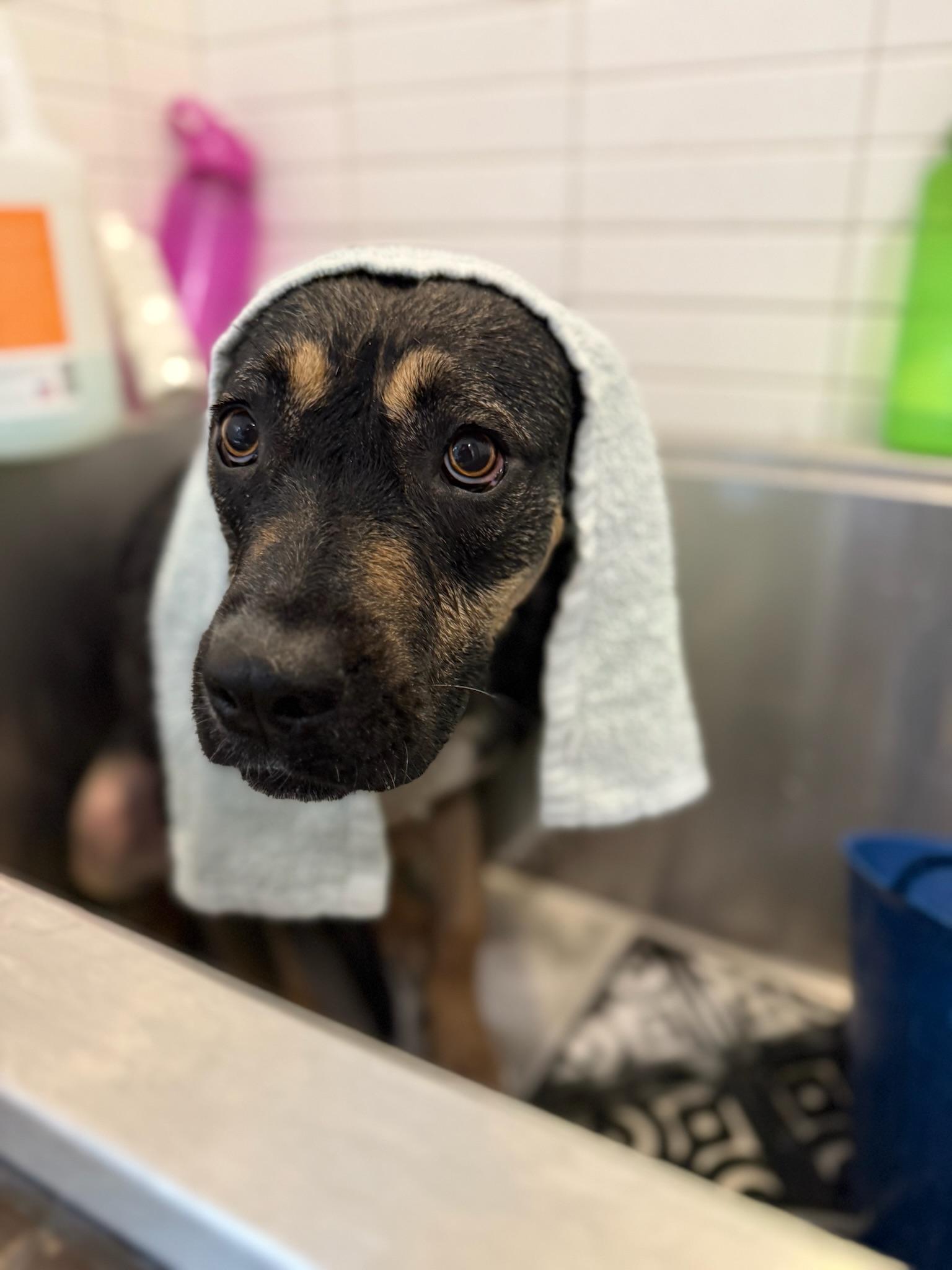 Enlarge Goldie, a Adopted mixed breed in sherman oaks, CA image 2/4