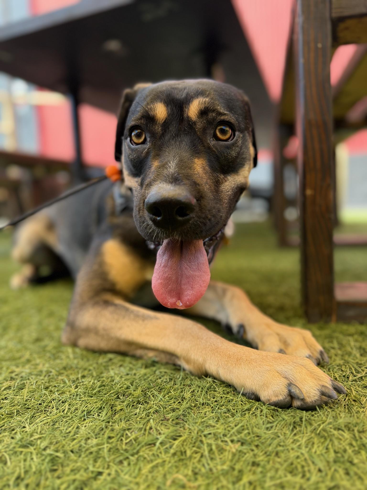 Goldie, Adopted, Young Female Cane Corso & Rottweiler.