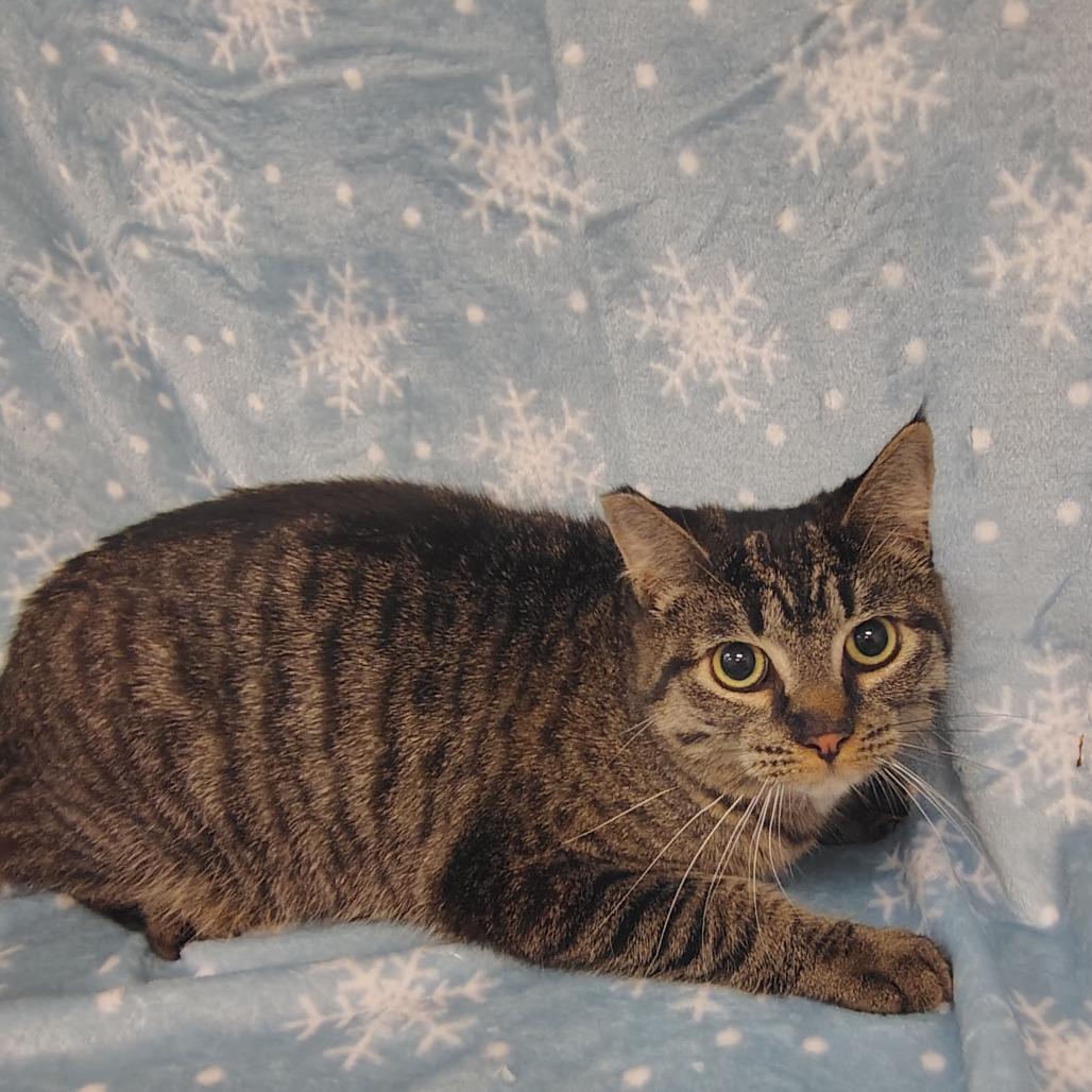 Tess, a Adoptable Domestic Short Hair in Coos Bay, OR image 1/3