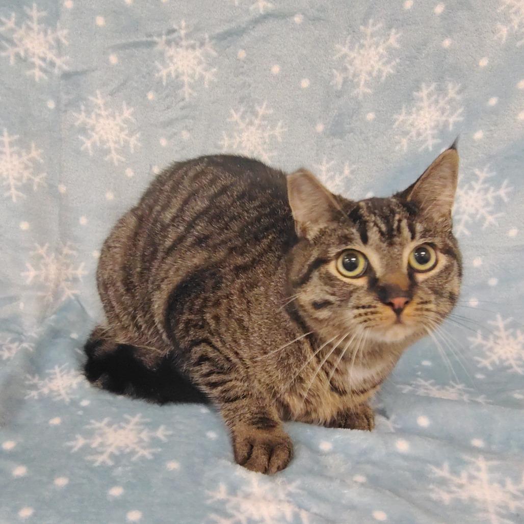 Tess, a Adoptable Domestic Short Hair in Coos Bay, OR image 3/3