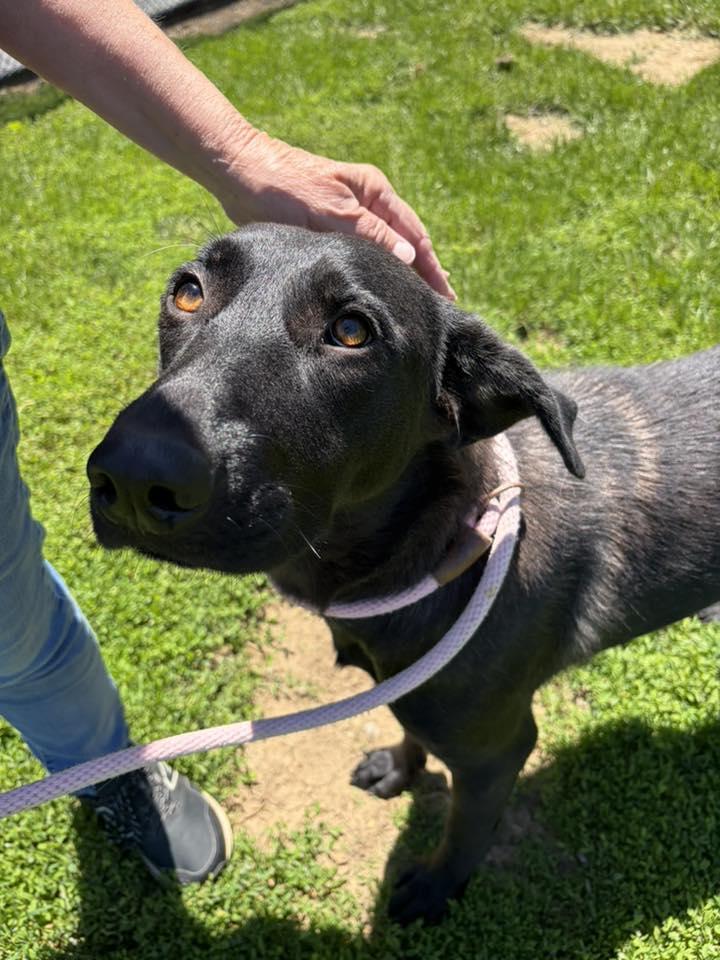 Enlarge Nelly, a ADOPTABLE mixed breed in Winchester, VA image 4/4
