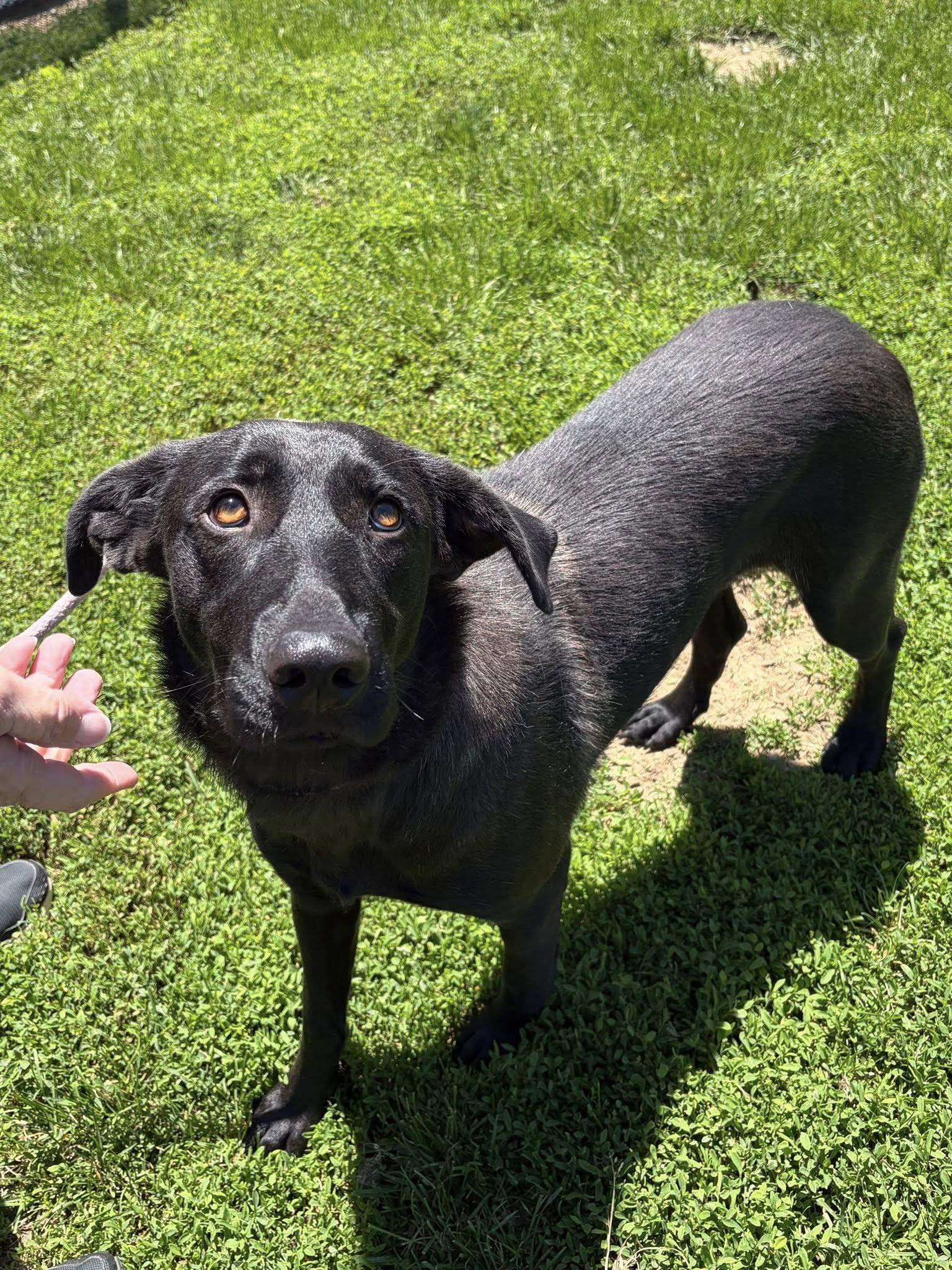 Enlarge Nelly, a ADOPTABLE mixed breed in Winchester, VA image 3/4