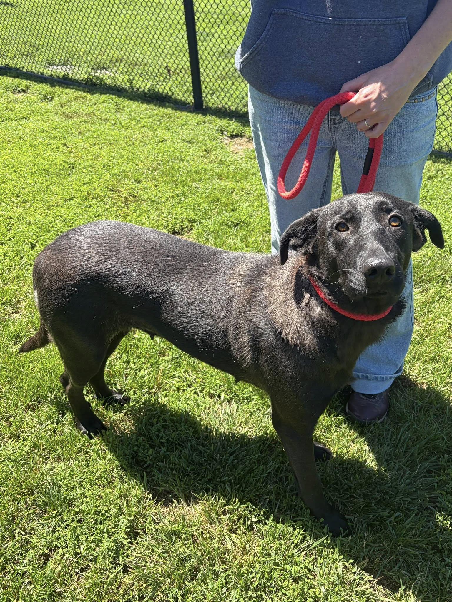 Nelly, ADOPTABLE, Adult Female Shepherd.