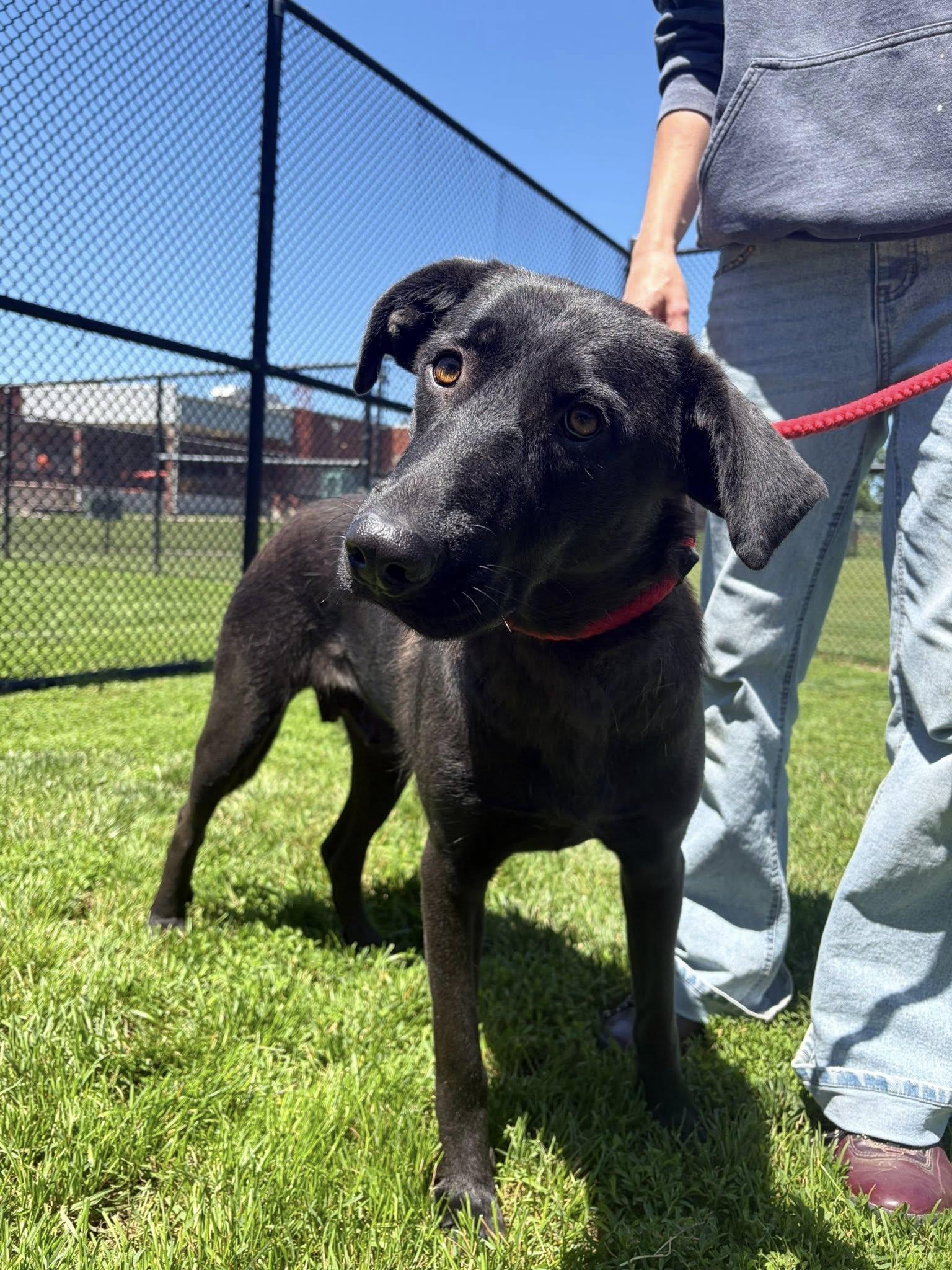 Enlarge Nelly, a ADOPTABLE mixed breed in Winchester, VA image 2/4