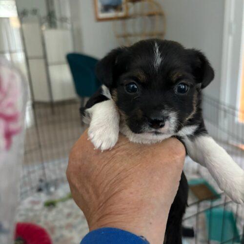 Enlarge Stuffing, a Adoptable mixed breed in Langley, BC image 2/2