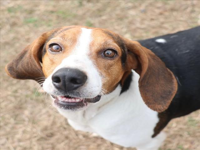 Enlarge A512053, a Adoptable Treeing Walker Coonhound in Wilmington, NC image 1/1