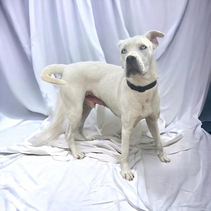 Frosting thumbnail 2