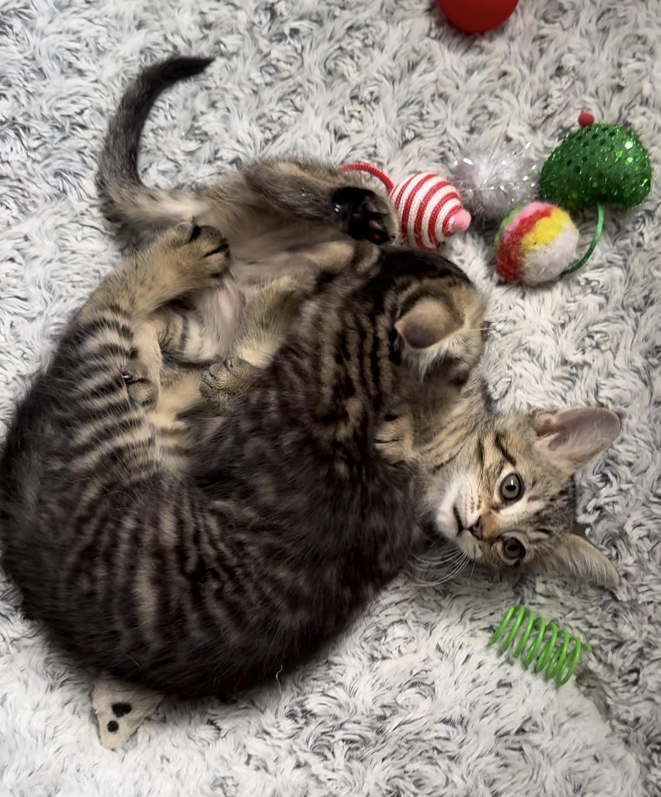Enlarge Gia and Georgie, a Adoptable mixed breed in Bangor, ME image 2/6