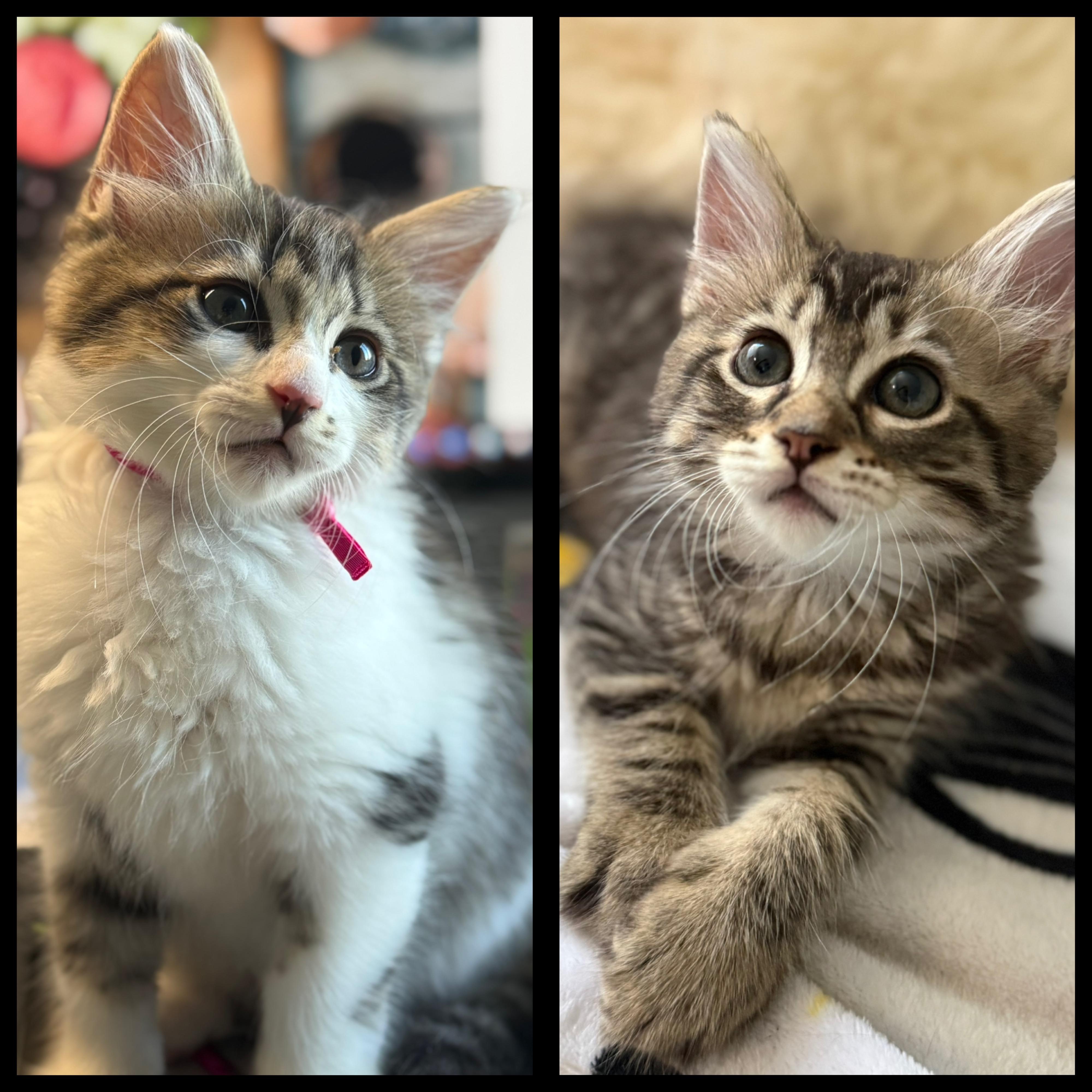 Gia and Georgie, Adoptable, Kitten Female Tabby.
