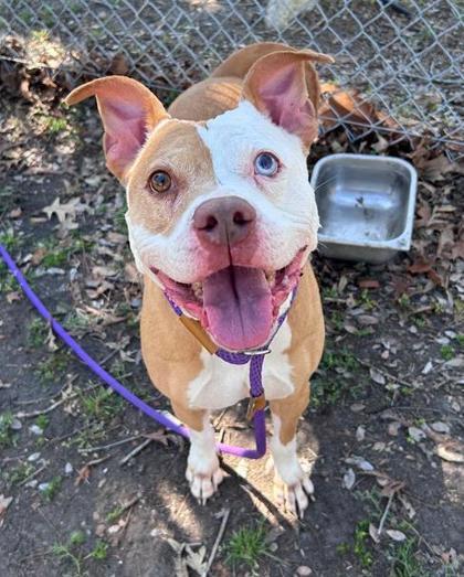 Enlarge Floyd, a Adoptable mixed breed in Savannah, GA image 1/3