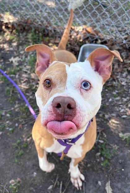 Enlarge Floyd, a Adoptable mixed breed in Savannah, GA image 2/3