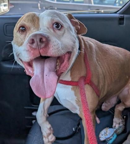 Enlarge Floyd, a Adoptable mixed breed in Savannah, GA image 3/3