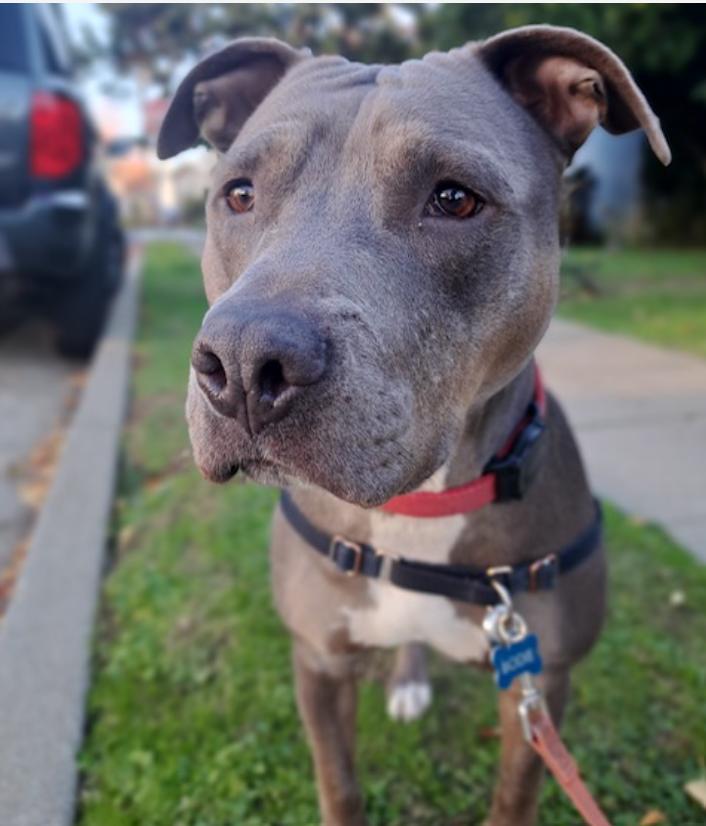 Hank